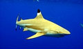 reefshark_040409
