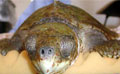 ridley_140506