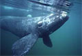 right-whale_080212