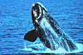 right-whale_121205