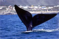 right_whale-tail