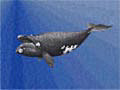 rightwhale_16012005