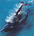 rightwhale_260304