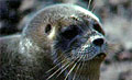 ringed-seal_290308