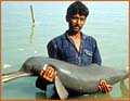 river_dolphin_010405