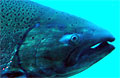 salmon_040408