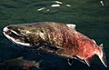 salmon_070606