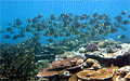 samoa-reef_081009