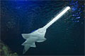 sawfish_070312