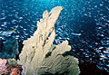 sea-fan_121008