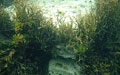 sea-grass_171209