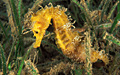 sea-horse_181109
