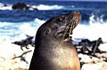 sea-lion_080210