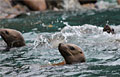sea-lion_210112