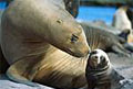 sea-lion_280807