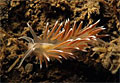 sea-slug_030311