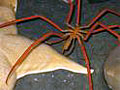 sea-spider_190208