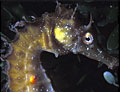 sea_horse_130109