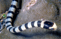 sea_krait_100809