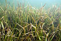 seagrass_061010