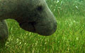seagrass_230511