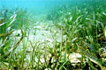 seagrass_250110