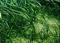 seagrass_300306