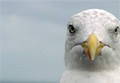 seagull_240707