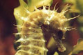 seahorse_070408
