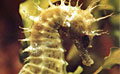 seahorse_081109