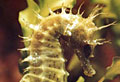 seahorse_090908