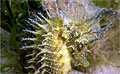 seahorse_210609