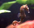 seahorse_300603
