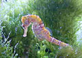 seahorse_300904