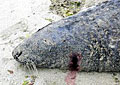 seal-dead_070409