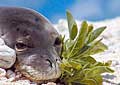 seal-monk_050906