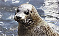 seal_010211