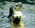 seal_040904