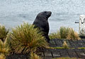 seal_070211