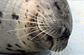 seal_120511