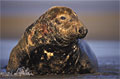 seal_121007