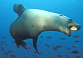 seal_160310
