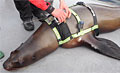 seal_180212