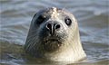 seal_271008