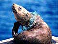 seal_entangled_14022005