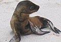 sealion_300108