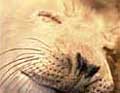 sealpup_011104