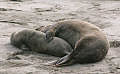 seals_100404