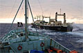 seashepherd_180108