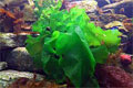 seaweed_251210